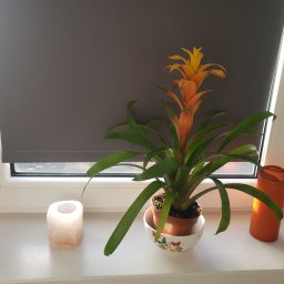 Moon Sun Masaż - Bromelia w doniczce na parapecie okiennym z zasłoniętą roletą, obok świeca solna i pomarańczowy lampion.