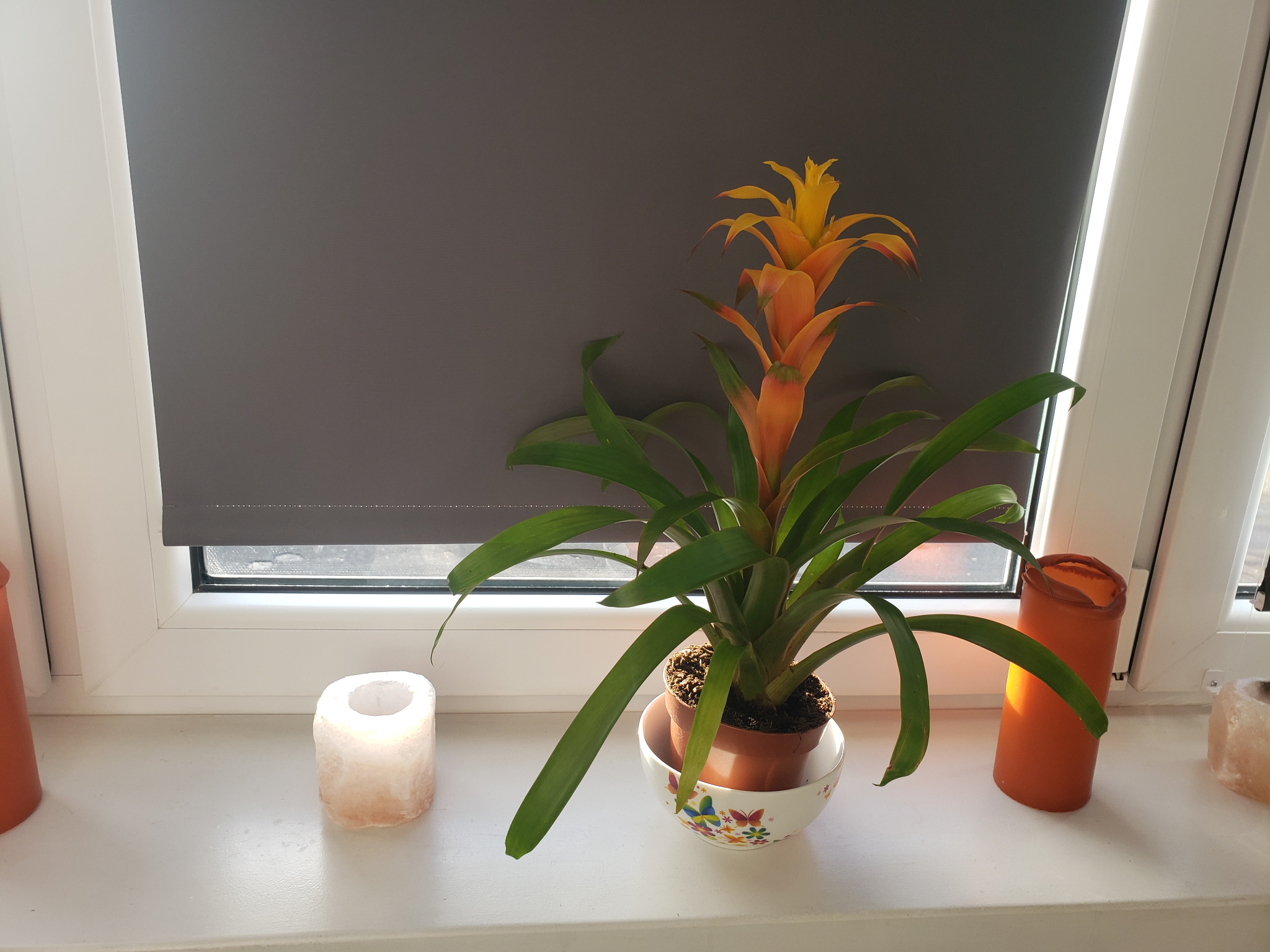Bromelia w doniczce na parapecie okiennym z zasłoniętą roletą, obok świeca solna i pomarańczowy lampion.