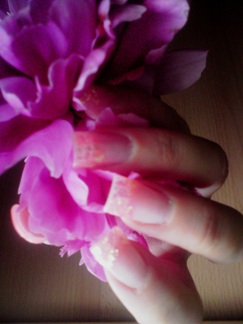 Dłoń z długimi, kwadratowymi paznokciami w odcieniach nude i różu, trzymająca rozkwitający, fioletowy kwiat piwonii na rozmytym tle.