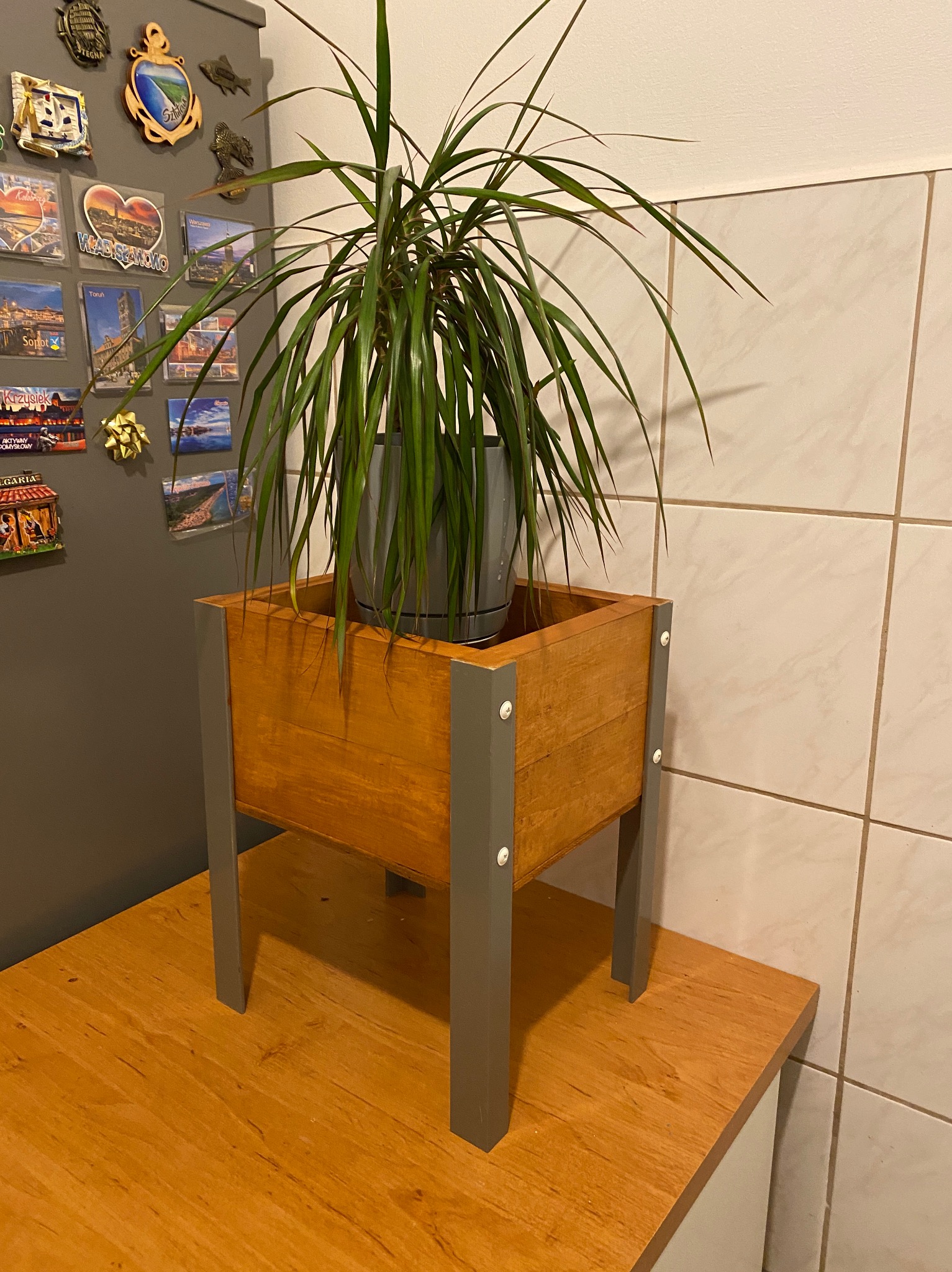 Drewniana donica na czterech nogach z szarą ramą, na której stoi roślina doniczkowa o długich, cienkich liściach, na tle ściany z płytek i lodówki z magnesami.