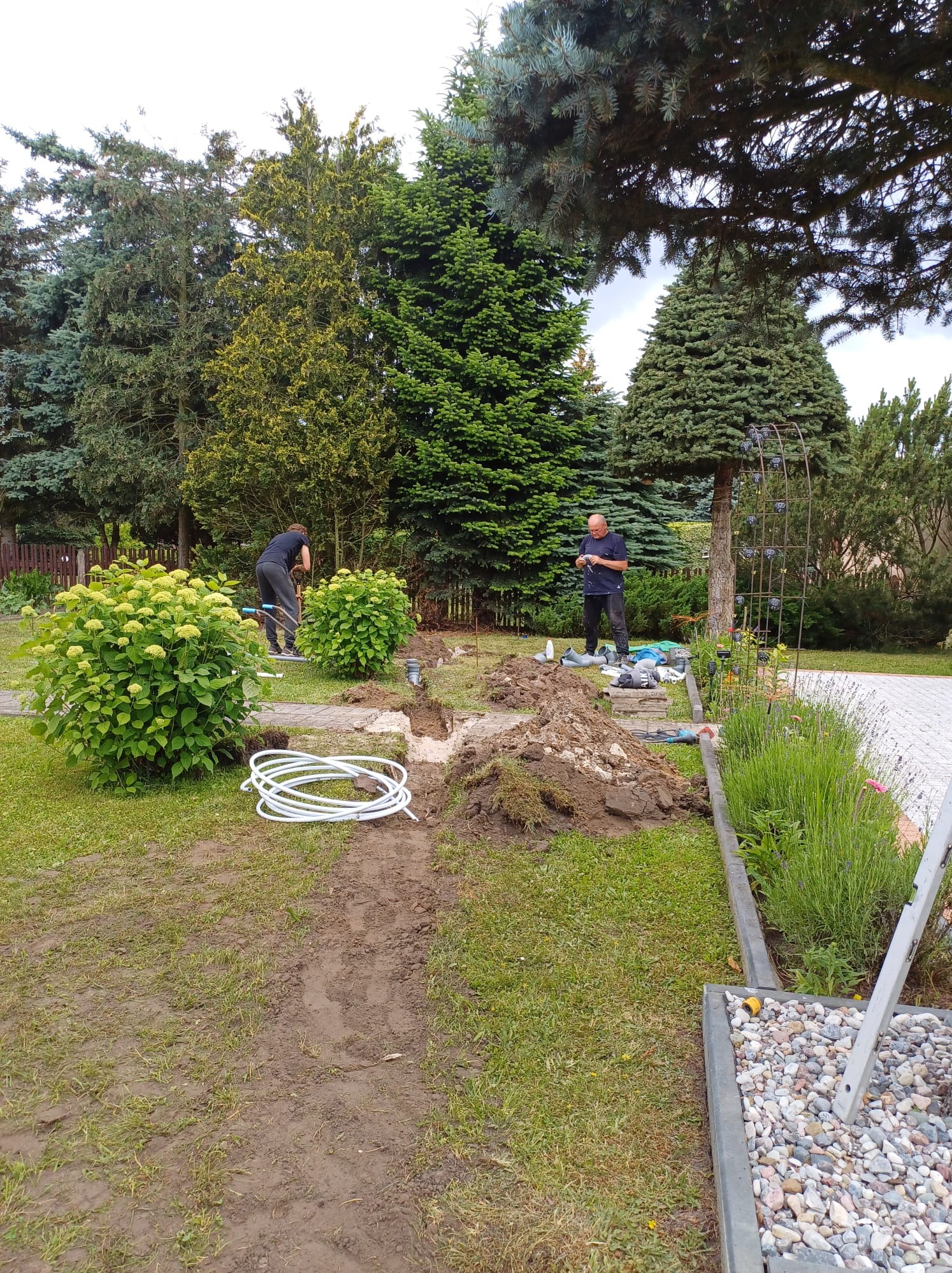 Dwaj mężczyźni pracują w ogrodzie, kopiąc rów pod instalację nawadniającą, widoczne krzewy hortensji, trawnik i drzewa iglaste w tle.