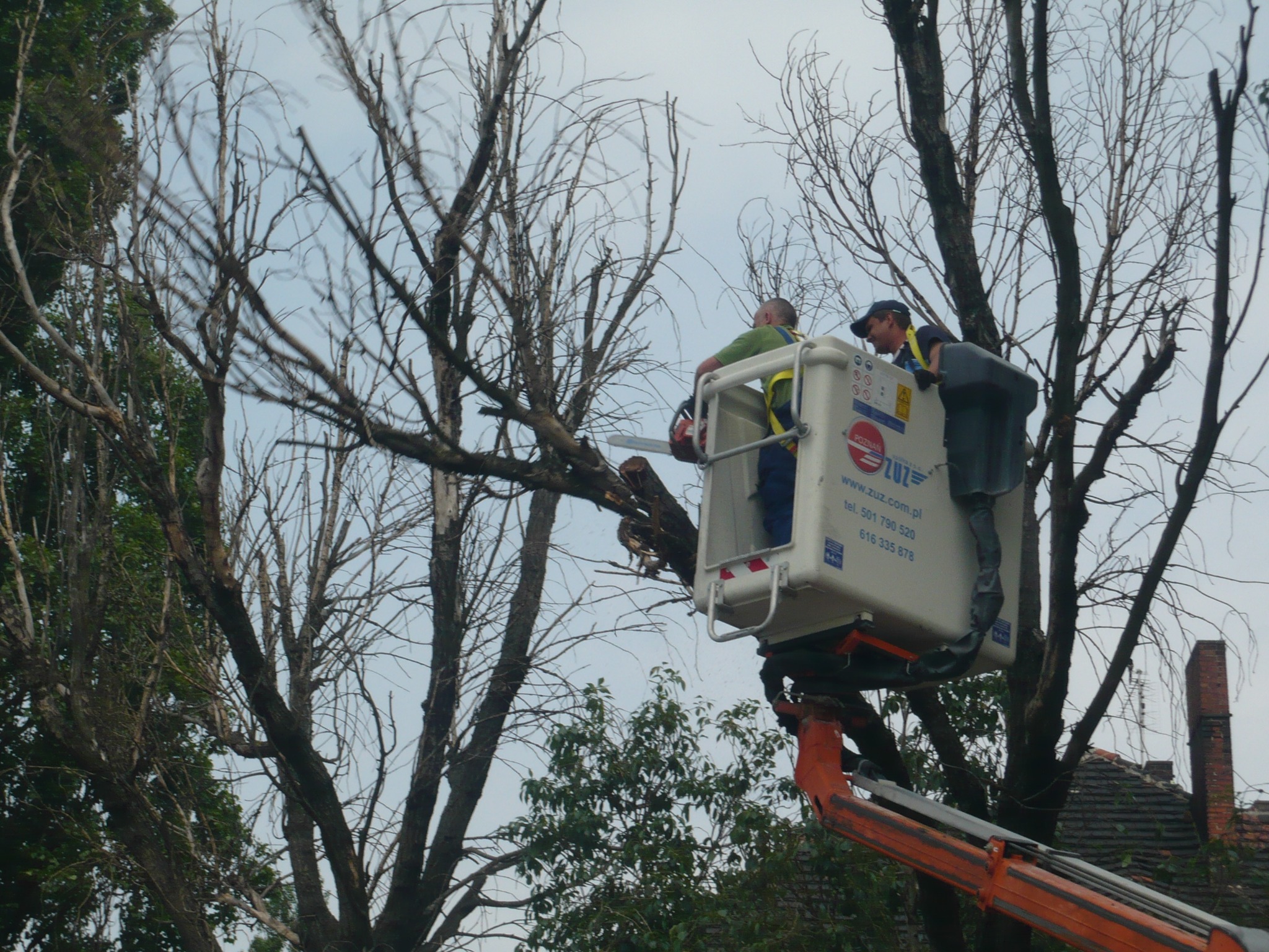 Wycinka drzew