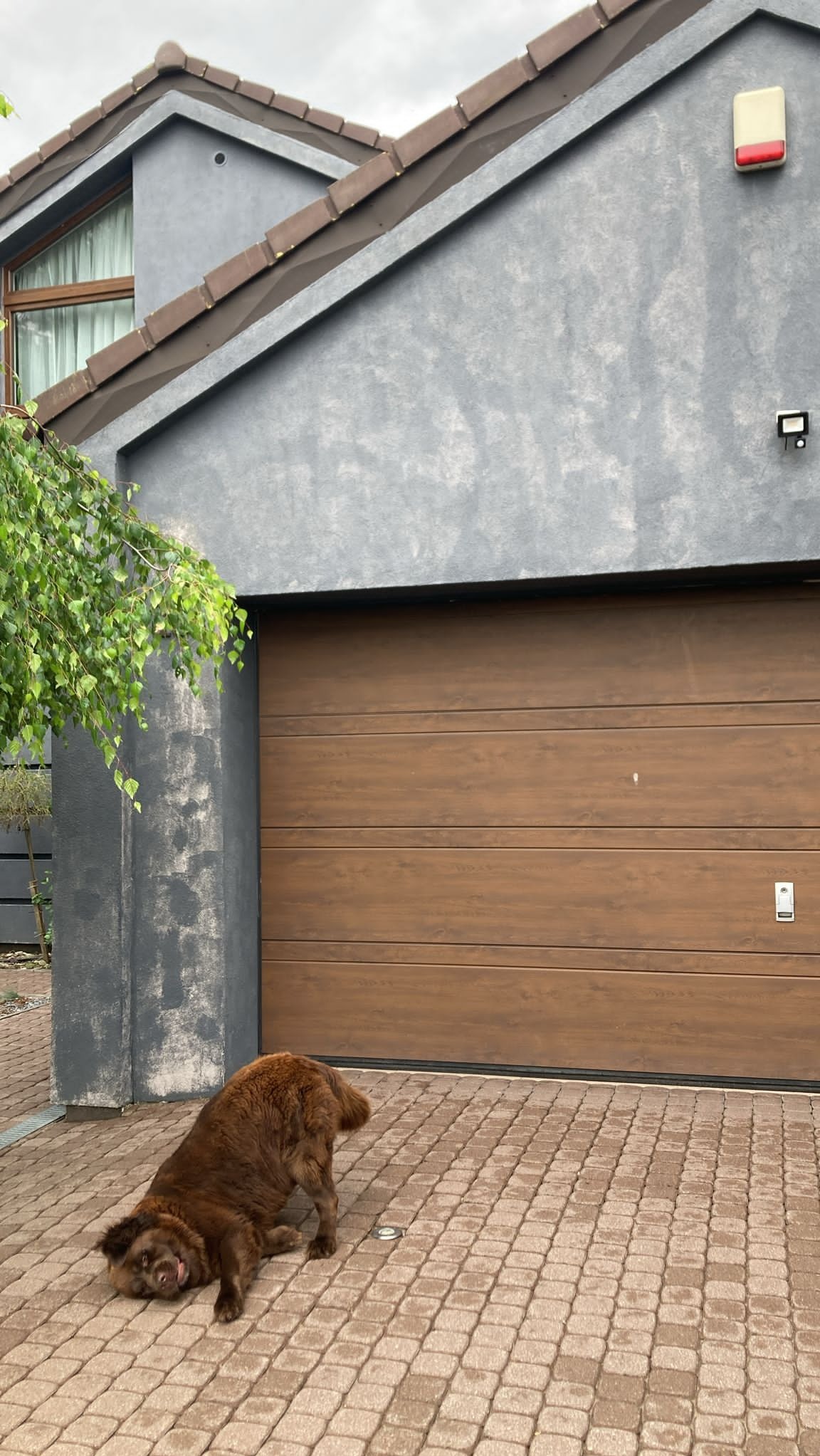 Szara elewacja domu jednorodzinnego z brązową bramą garażową i leżącym psem rasy nowofundland na brukowanym podjeździe. Widoczny fragment zieleni i alarm.