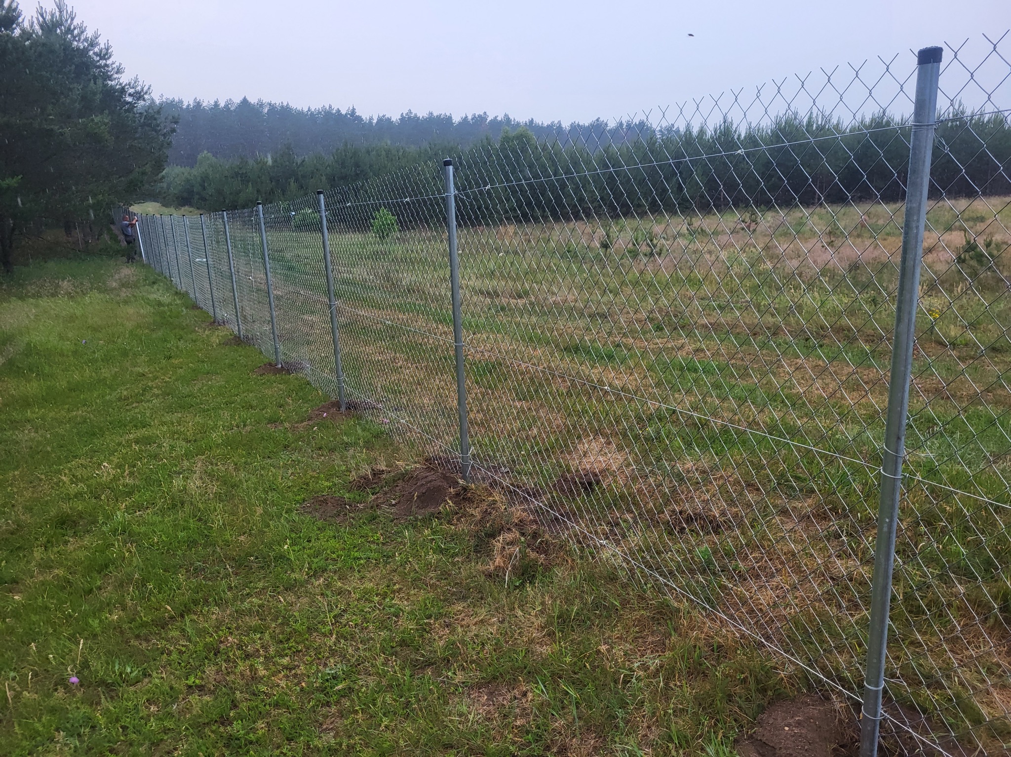 Długi, metalowy płot z siatki leśnej, rozciągający się wzdłuż zielonej łąki, z lasem w tle. Widoczne słupki z czarnymi zaślepkami. Osoba przy płocie w oddali.