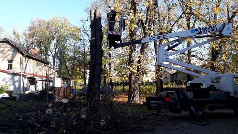 Pracownik w koszu podnośnika teleskopowego CELA TP20 obcina konary wysokiego drzewa, na ziemi leżą odcięte gałęzie, w tle budynek mieszkalny.