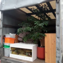 Wnętrze skrzyni ładunkowej z meblami, rośliną doniczkową, terrarium i plastikowymi pojemnikami podczas transportu.