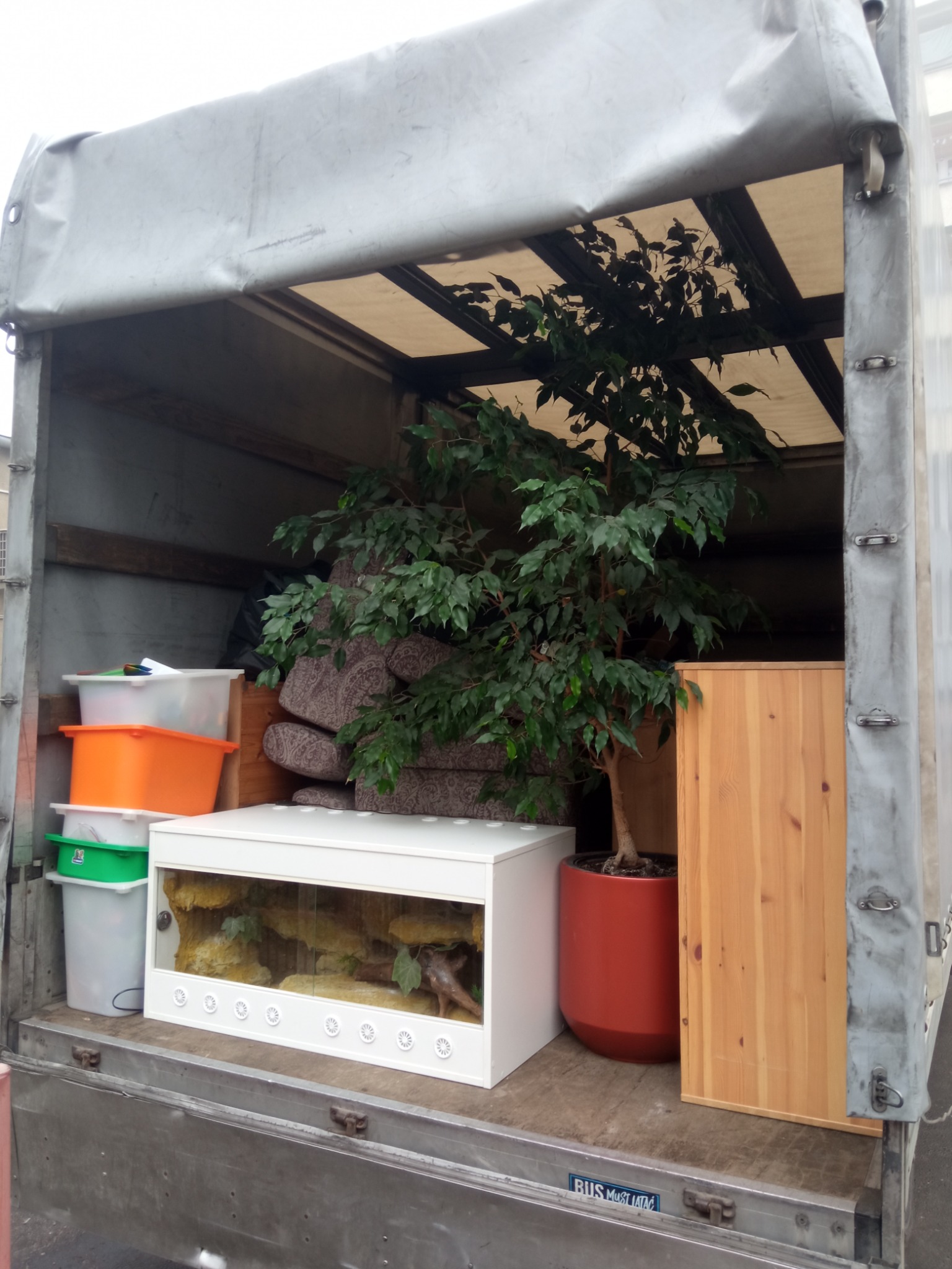 Wnętrze skrzyni ładunkowej z meblami, rośliną doniczkową, terrarium i plastikowymi pojemnikami podczas transportu.