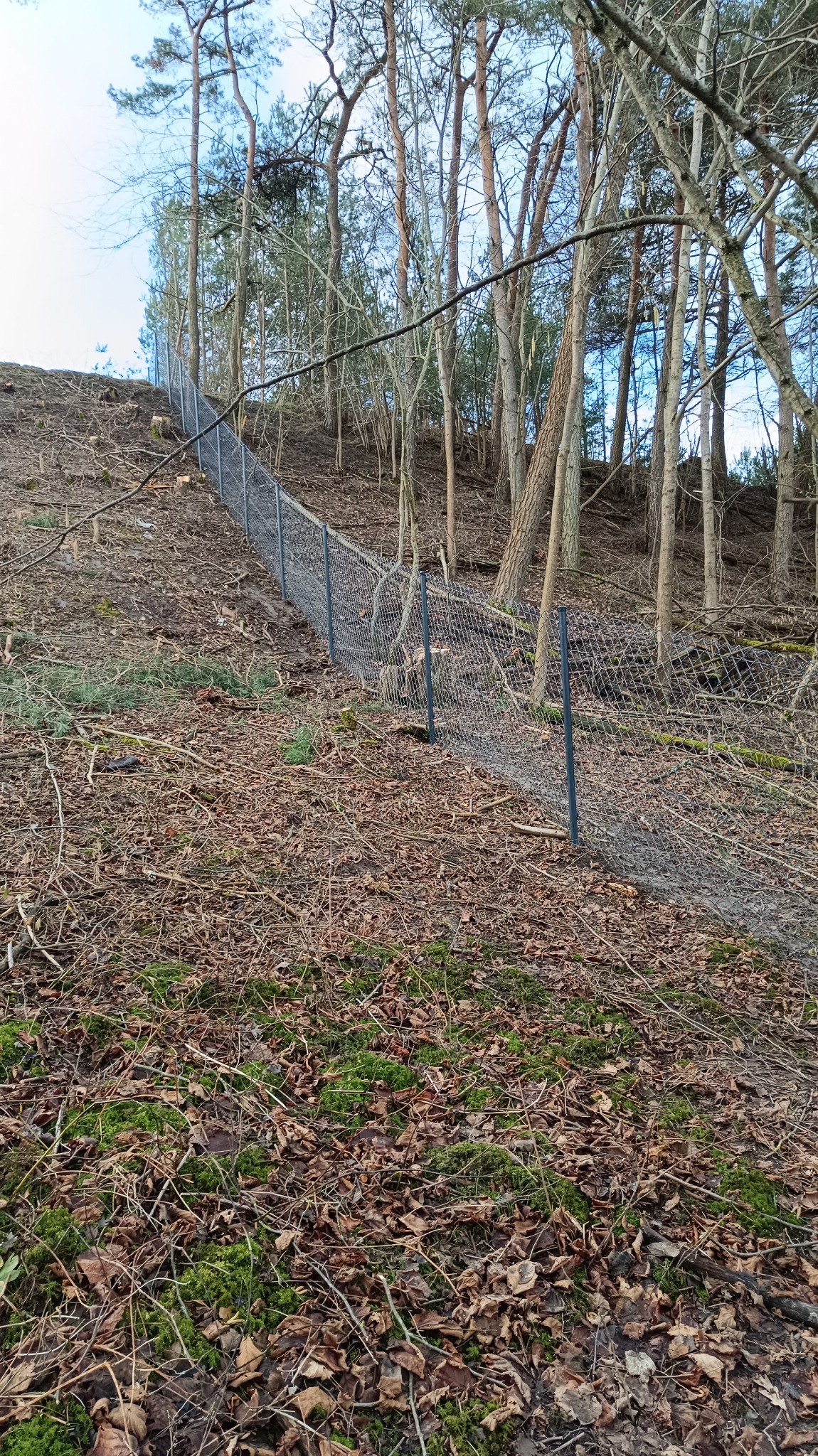 Metalowa siatka ogrodzeniowa zabezpieczająca zbocze porośnięte drzewami liściastymi, widok z dołu na górę stoku.