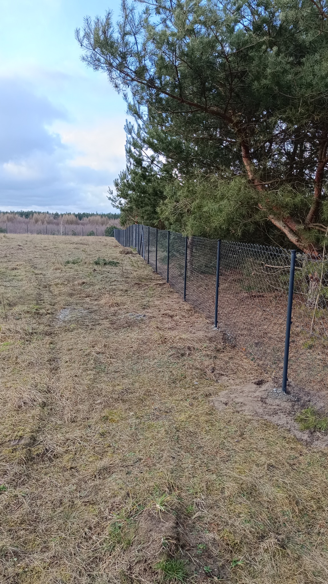 Długa siatka ogrodzeniowa z ciemnymi słupkami, biegnąca wzdłuż granicy lasu, widoczna na tle łąki z suchą trawą i drzewami w oddali.