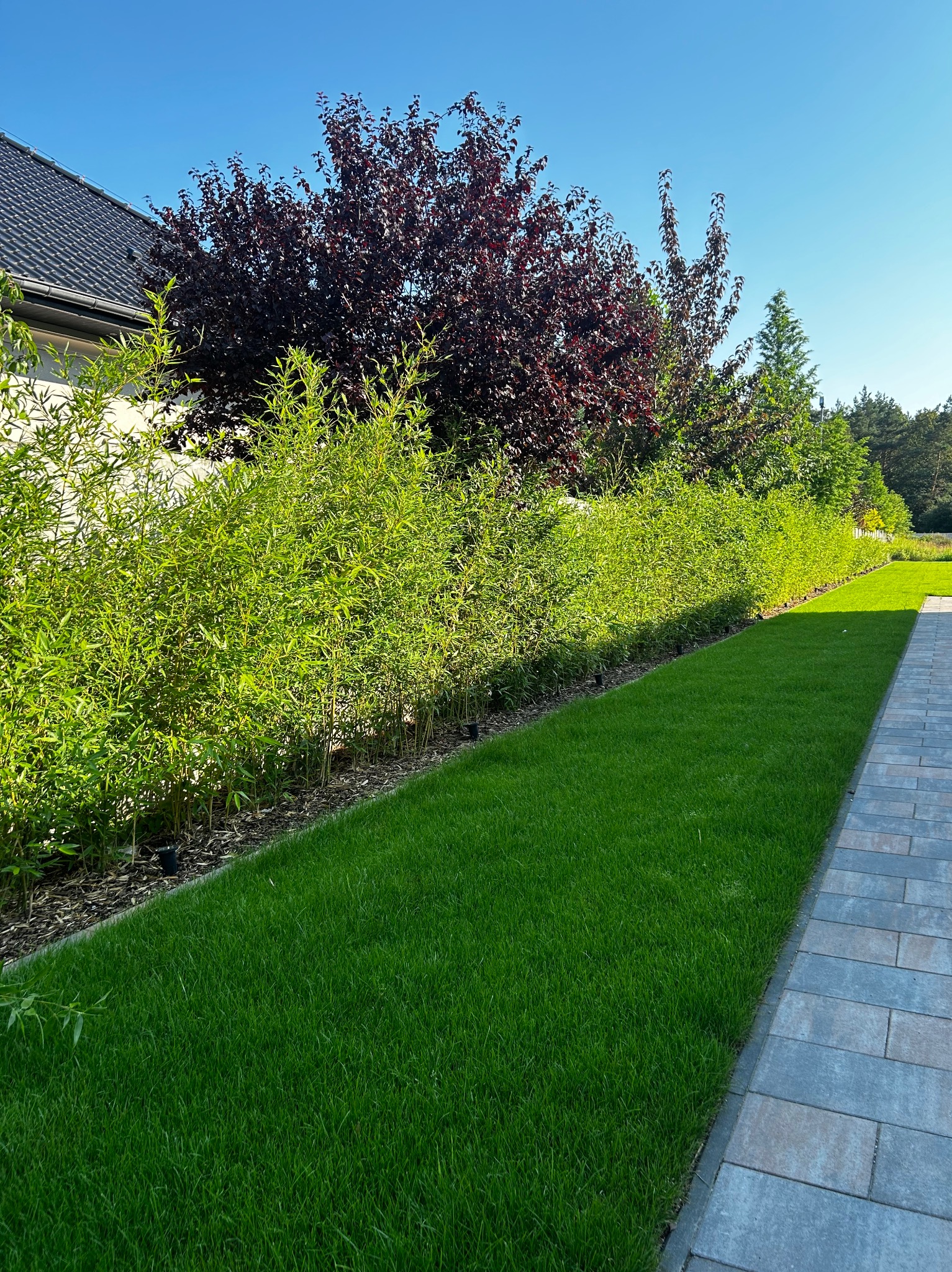 Świeżo założony trawnik z rolki, obok ścieżka z kostki brukowej, w tle rząd posadzonych bambusów tworzących żywopłot i drzewa o bordowych liściach.