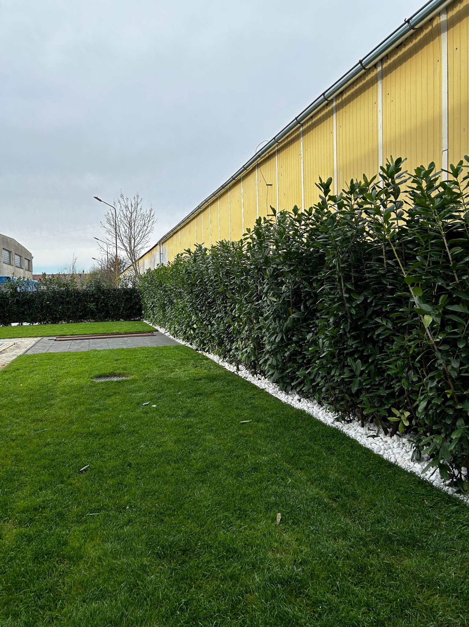 Starannie utrzymany trawnik z ciemnozieloną, gęstą trawą, obrzeżony białymi kamykami i wysokim żywopłotem z ciemnozielonych liści, na tle żółtej ściany budynku i pochmurnego nieba.