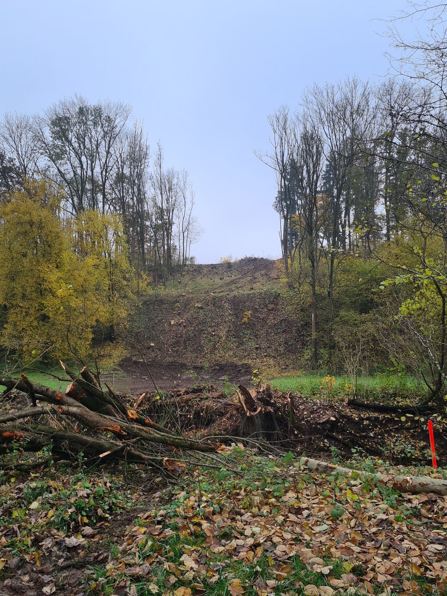 Obszar po wycince drzew, widoczne ścięte pnie i gałęzie, brązowa ziemia i resztki liści, w tle las częściowo przerzedzony, pochmurne niebo.