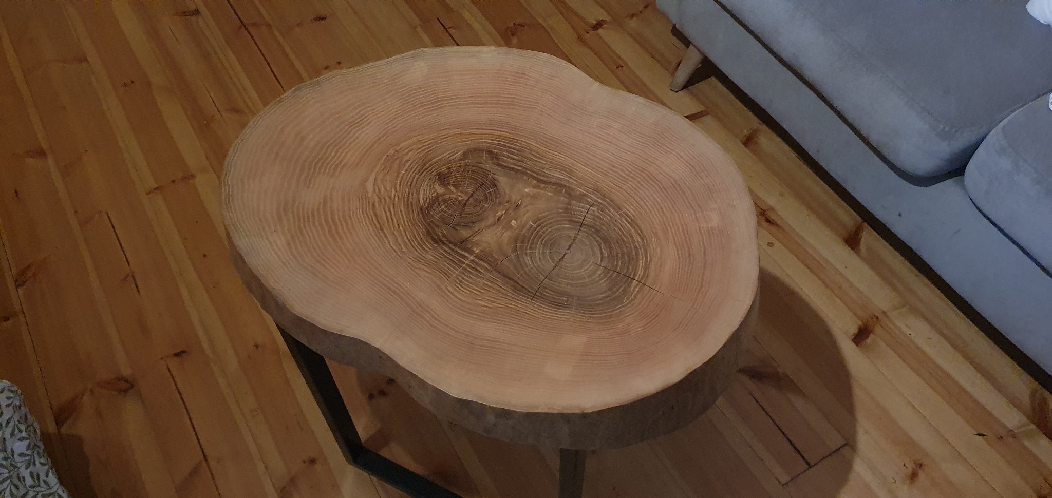 Stolik kawowy z blatem z naturalnego drewna w kształcie plastra drzewa z widocznymi słojami, osadzony na czarnych, metalowych nogach, obok szarej sofy.