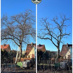 Drzewny Ekspert Oleh Kolvelis - Porównanie drzewa przed i po zabiegu pielęgnacyjnym, widoczne różnice w gęstości gałęzi na tle błękitnego nieba i zabudowań mieszkalnych.