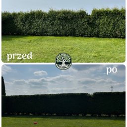 Drzewny Ekspert Oleh Kolvelis - Znakomite Prace Ogrodowe Katowice
