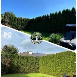 Drzewny Ekspert Oleh Kolvelis - Porównanie stanu ogrodu przed i po interwencji: żywopłot z tuj przycięty, trawnik skoszony, widoczne różnice w gęstości i wysokości roślinności, logo firmy ogrodniczej w centrum.