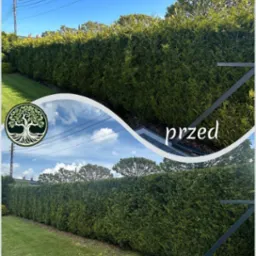 Żywopłot z tui 'przed' i 'po' formowaniu, widoczne różnice w gęstości i kształcie, na tle zielonego trawnika i błękitnego nieba.