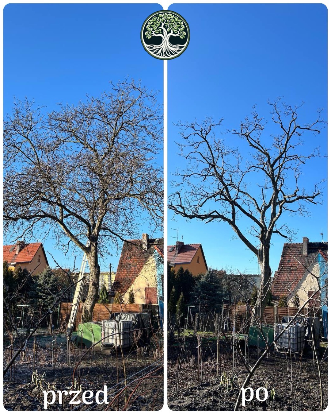 Porównanie drzewa przed i po zabiegu pielęgnacyjnym, widoczne różnice w gęstości gałęzi na tle błękitnego nieba i zabudowań mieszkalnych.