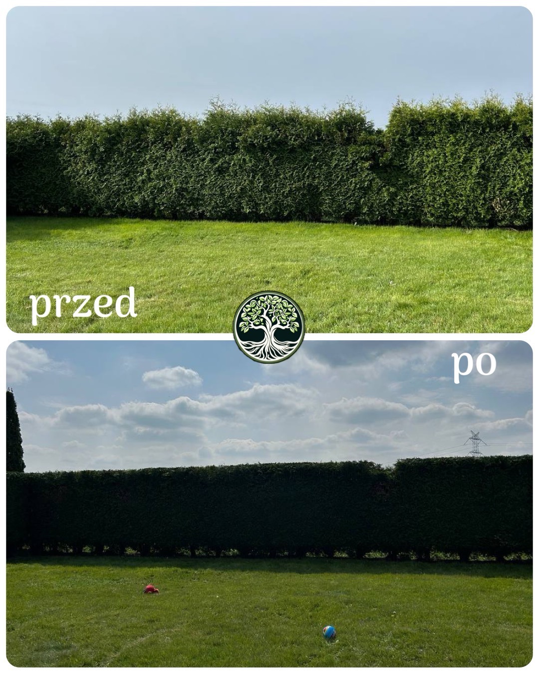 Porównanie stanu żywopłotu przed i po formowaniu w Katowicach, pokazujące różnicę w gęstości i kształcie.