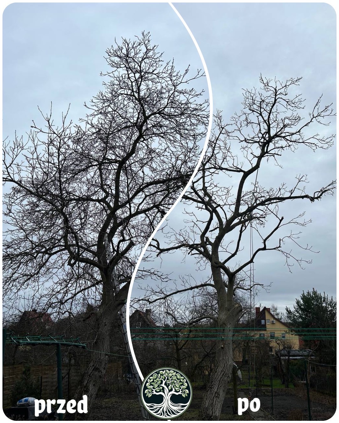 Porównanie drzewa przed i po zabiegu, widoczne różnice w gęstości gałęzi na tle pochmurnego nieba i zabudowań.