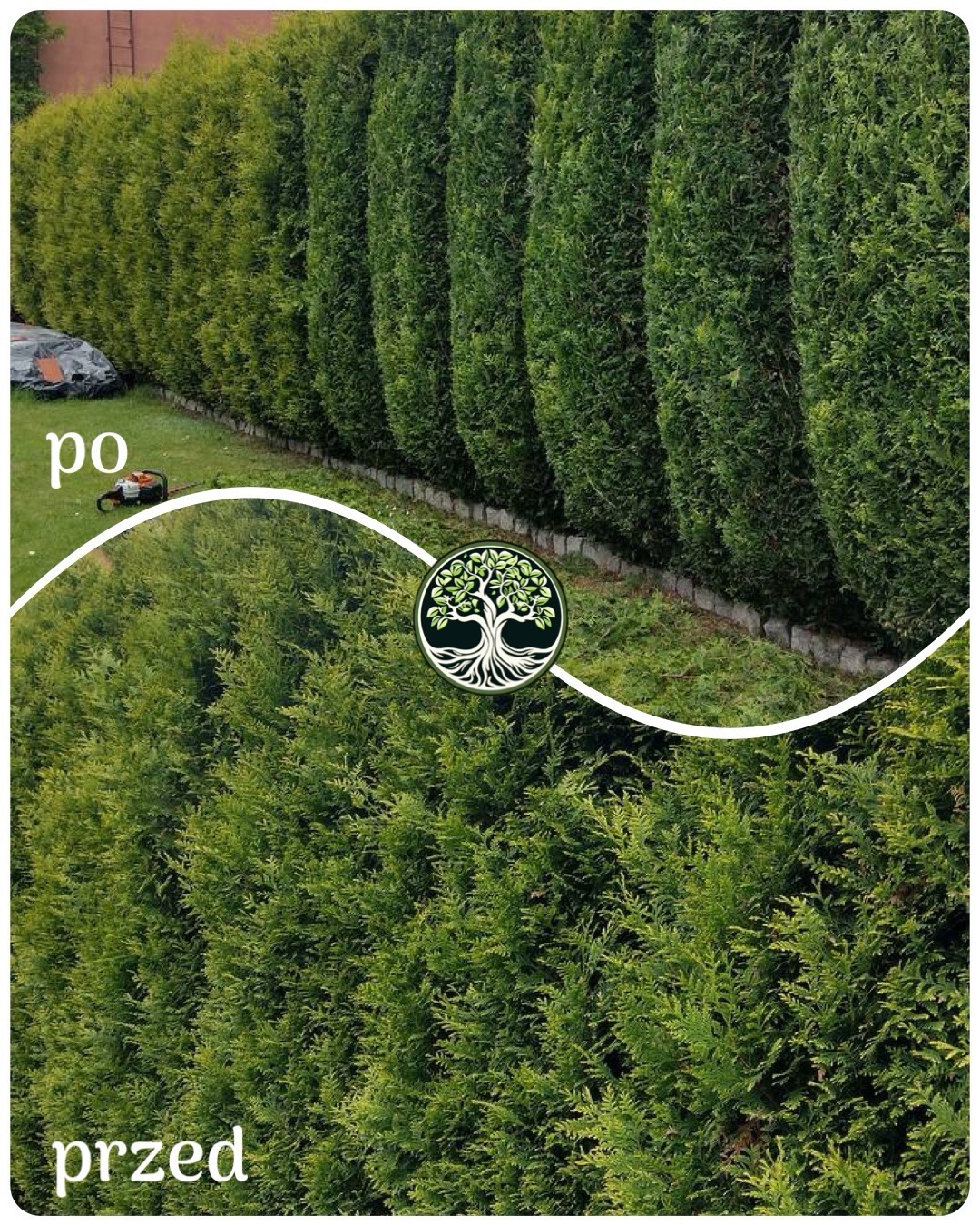 Żywopłot z tui przed i po formowaniu, z widocznym robotem koszącym na trawniku po prawej stronie.