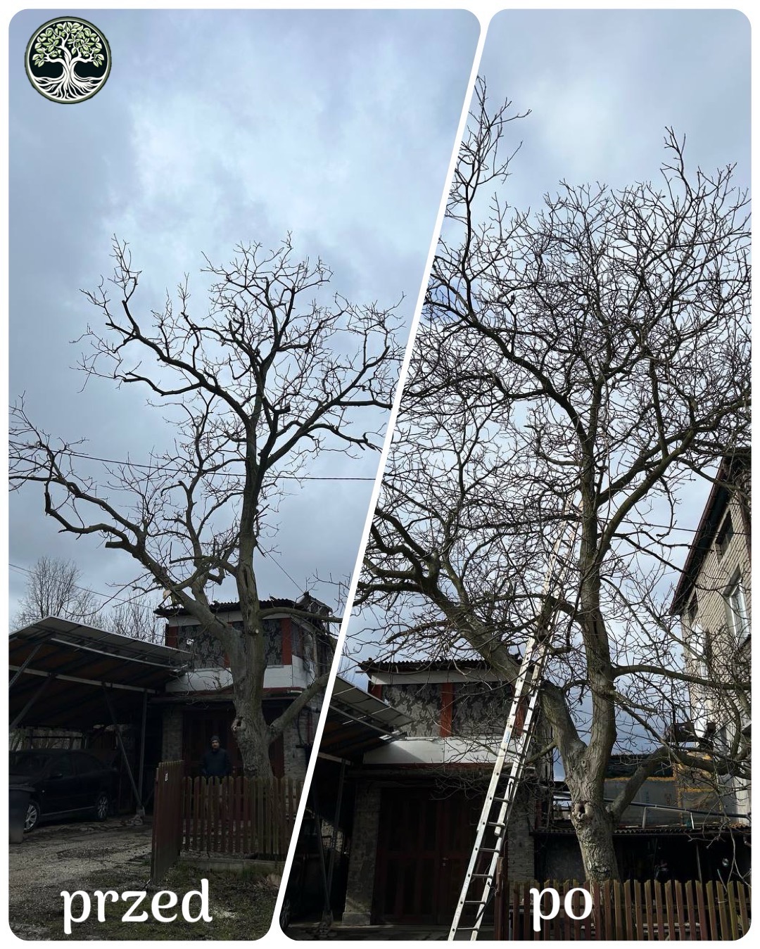Zdjęcie porównawcze 'przed' i 'po' przycinaniu drzewa owocowego w ogrodzie, widoczna drabina oparta o pień, pochmurne niebo w tle.
