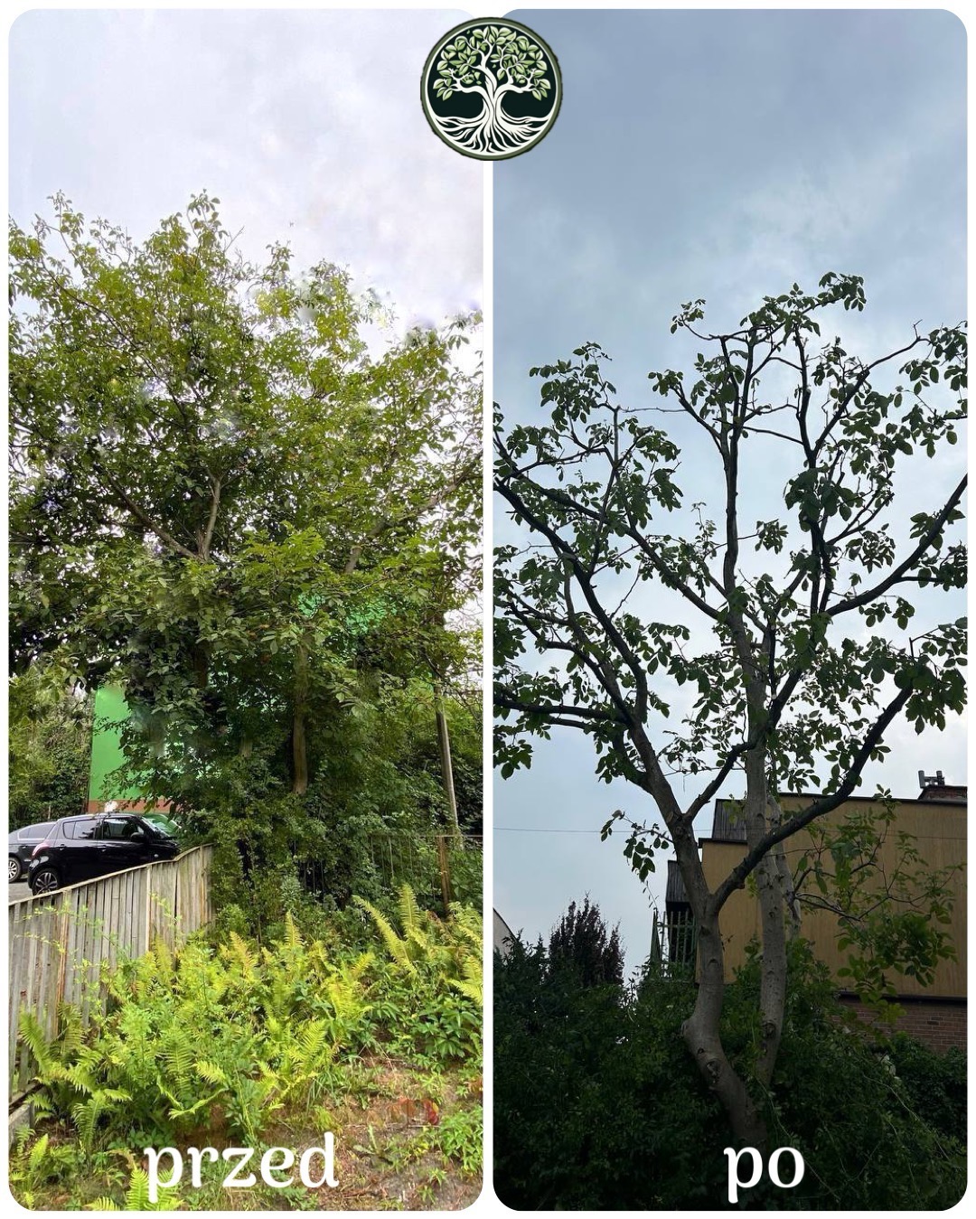 Porównanie drzewa przed i po zabiegach pielęgnacyjnych: po lewej stronie gęste, zielone drzewo, po prawej drzewo po redukcji gałęzi, z widoczną strukturą korony.