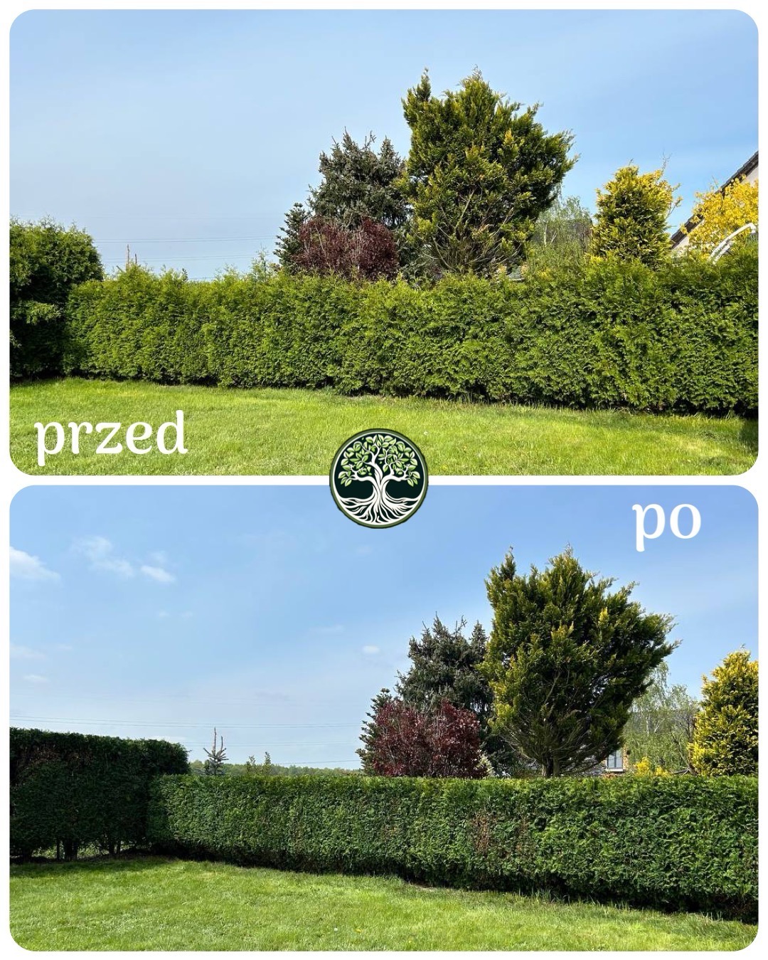 Porównanie stanu żywopłotu przed i po formowaniu, widoczne równo przycięte krzewy i trawnik.