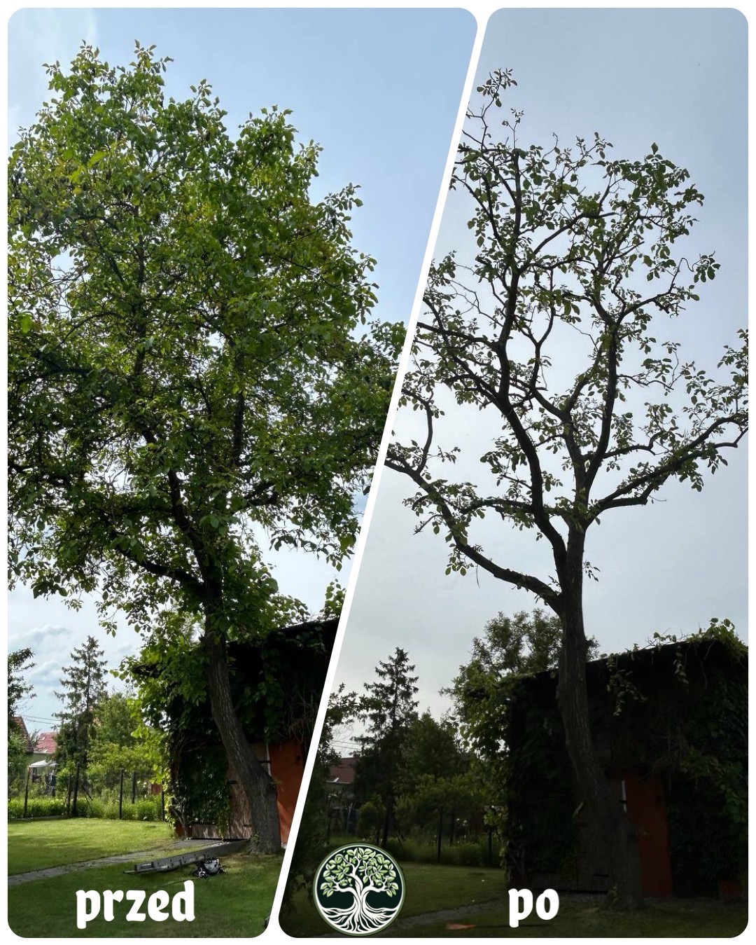 Drzewo przed i po formującym cięciu, widoczne przerzedzone gałęzie i korona, budynek w tle.
