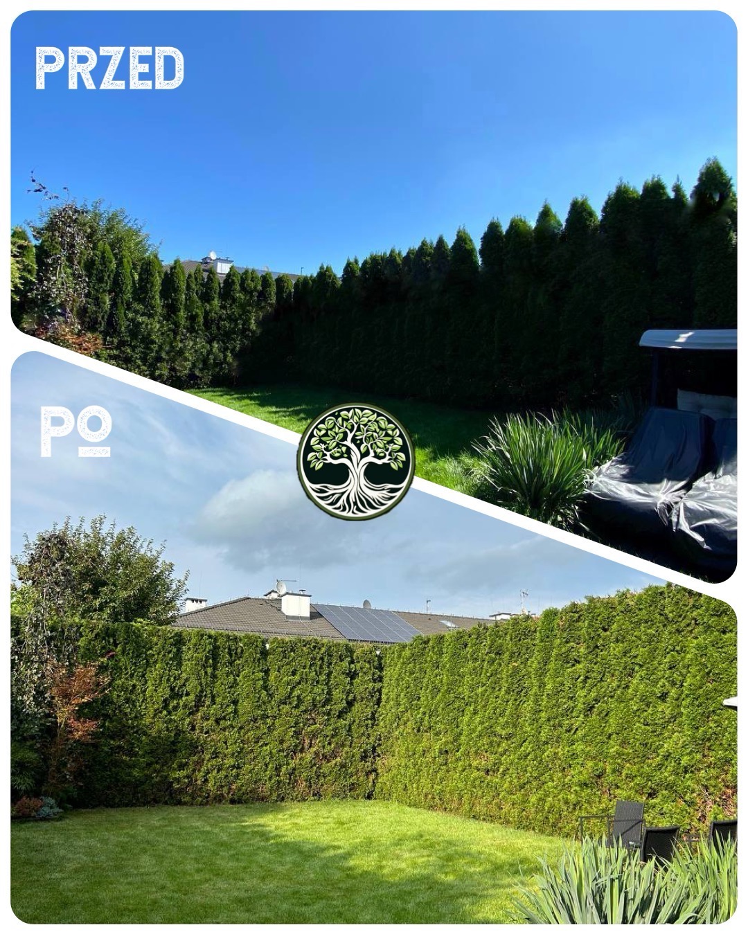 Porównanie stanu ogrodu przed i po interwencji: żywopłot z tuj przycięty, trawnik skoszony, widoczne różnice w gęstości i wysokości roślinności, logo firmy ogrodniczej w centrum.