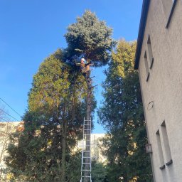 Wycinka drzew Dąbrowa Górnicza 1