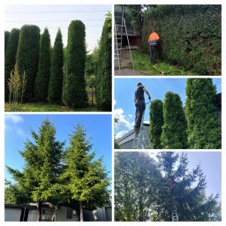 Wycinka drzew Dąbrowa Górnicza 3