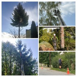 Wycinka drzew Dąbrowa Górnicza 4