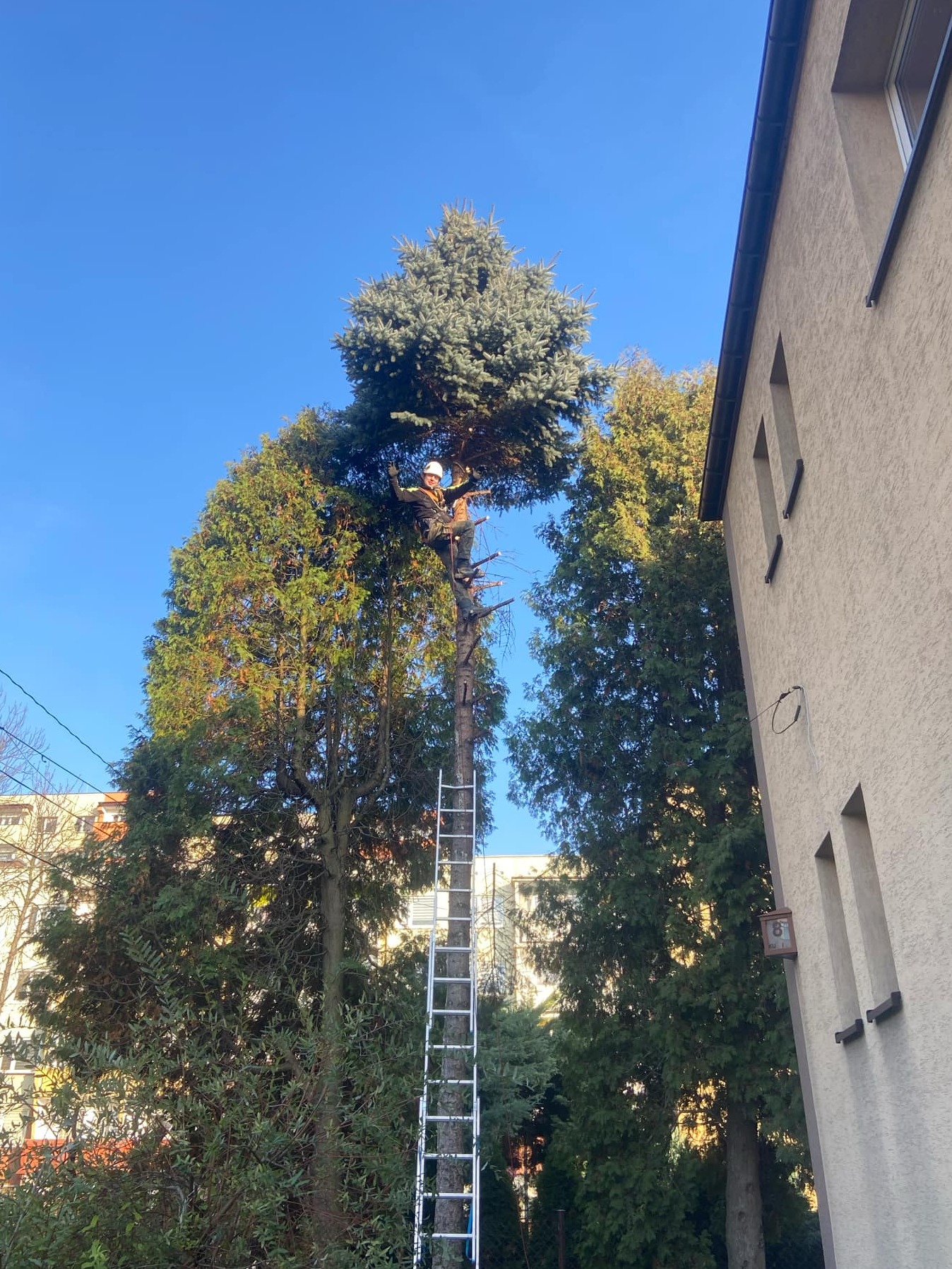 Arborysta w kasku, na drabinie oparty o pień, przycina górną część świerku, otoczonego innymi drzewami, na tle błękitnego nieba i ściany budynku.