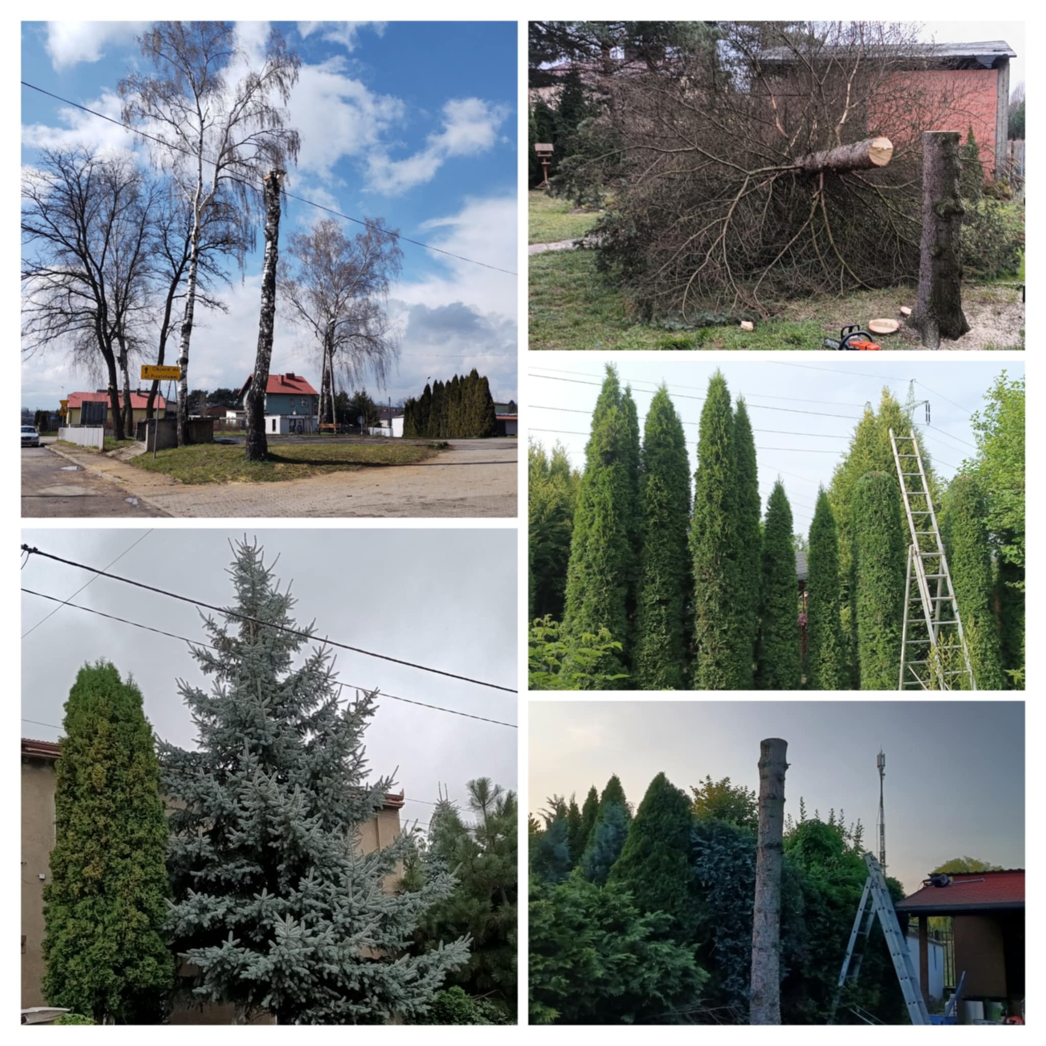 Kompozycja zdjęć przedstawiająca różne etapy wycinki i pielęgnacji drzew: od przycięcia gałęzi, przez ścięcie pnia, po formowanie żywopłotów.
