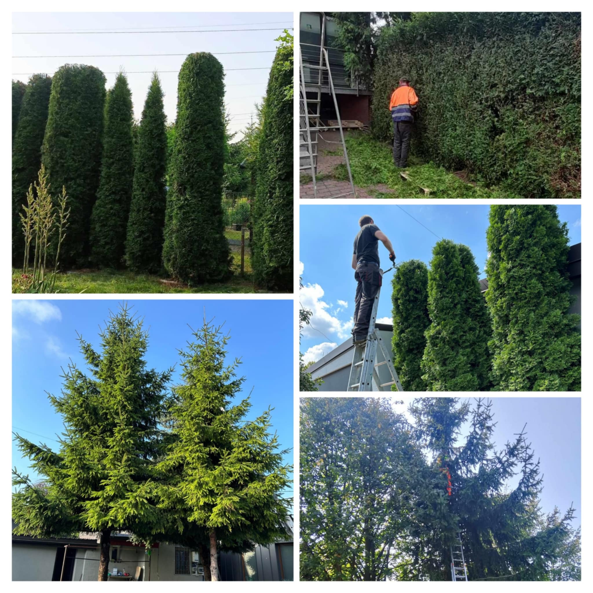 Zestawienie zdjęć: równo przycięte tuje w ogrodzie, mężczyzna przycina żywopłot z drabiny, oraz dwie sosny na tle błękitnego nieba.