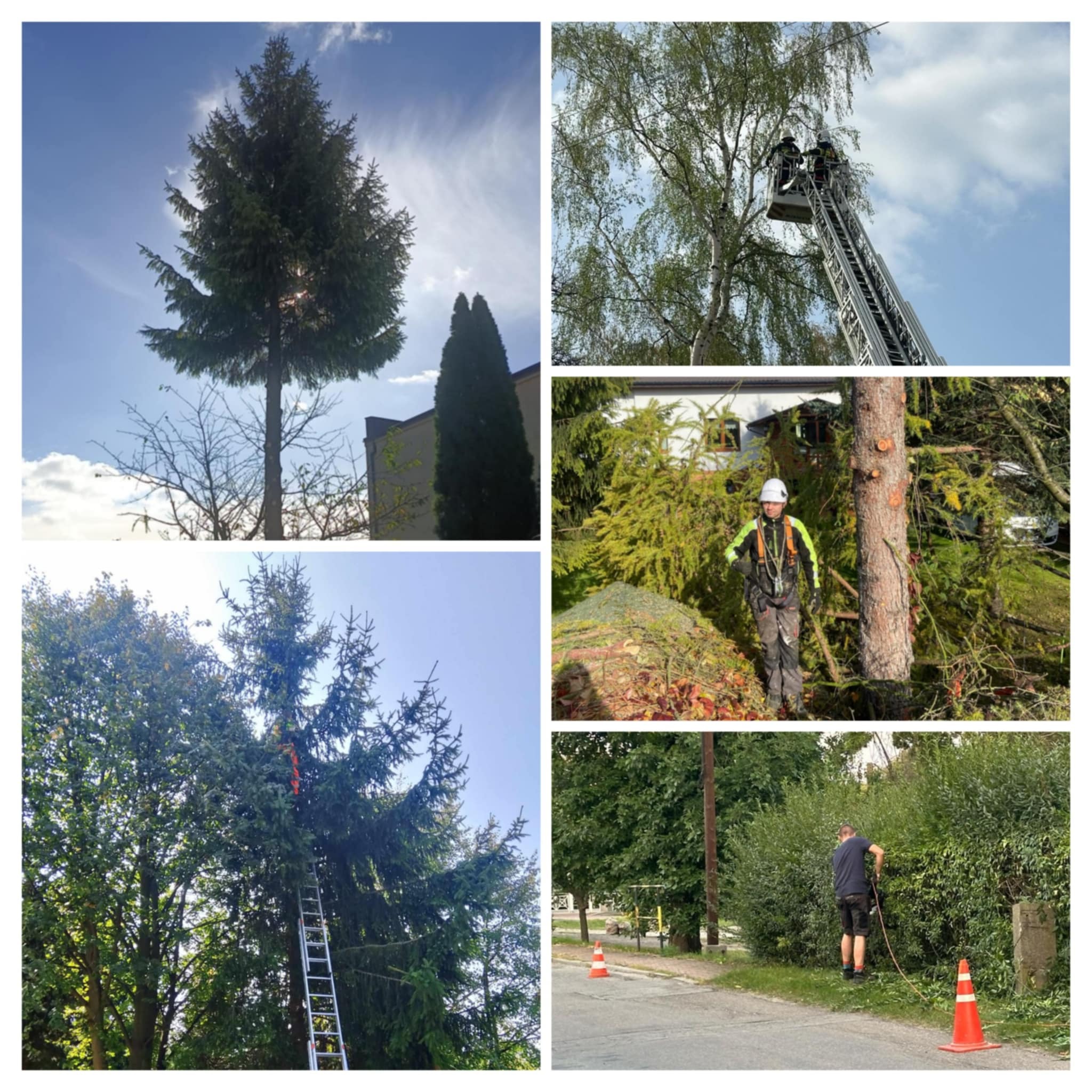 Kompozycja zdjęć przedstawiająca prace ogrodnicze: wysokie drzewo iglaste na tle błękitnego nieba, strażacy na drabinie przycinający drzewo, pracownik w kasku obok pnia ściętego drzewa, drabina...