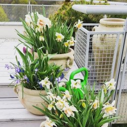 Eco Line Sp. z o.o. - Kompozycja wiosennych kwiatów (narcyzy, tulipany, szafirki) w ceramicznych donicach o fakturze starego kamienia, z zieloną konewką w tle, na drewnianym tarasie.