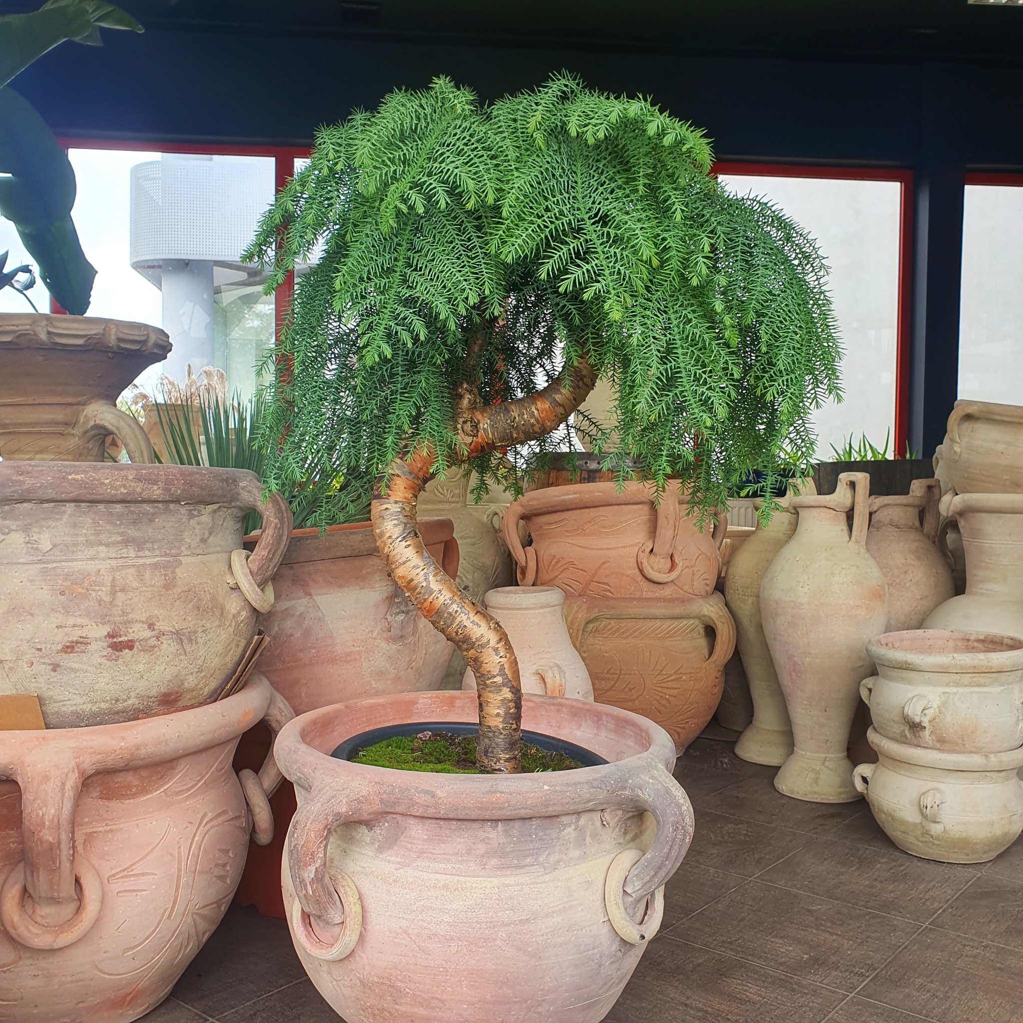 Bonsai z drzewa iglastego w dużej, glinianej donicy z uchwytami, otoczonej innymi donicami i wazonami z terakoty w różnym stylu.