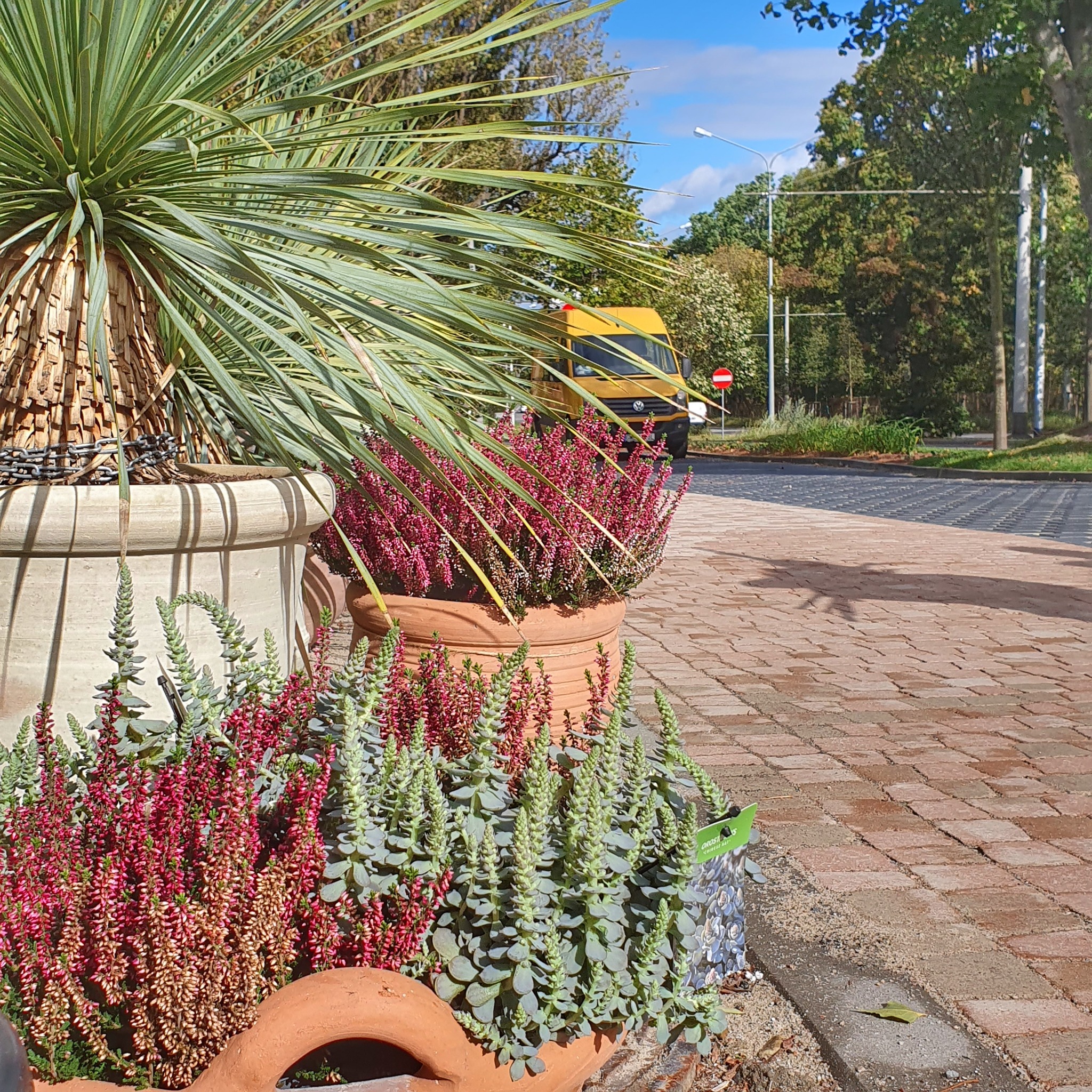 Kompozycja roślin w donicach: palma w dużej, jasnej donicy z łańcuchem ozdobnym, wrzosy w terakotowej donicy i sukulenty w kolejnej terakotowej donicy, ustawione wzdłuż chodnika z kostki, żółty...