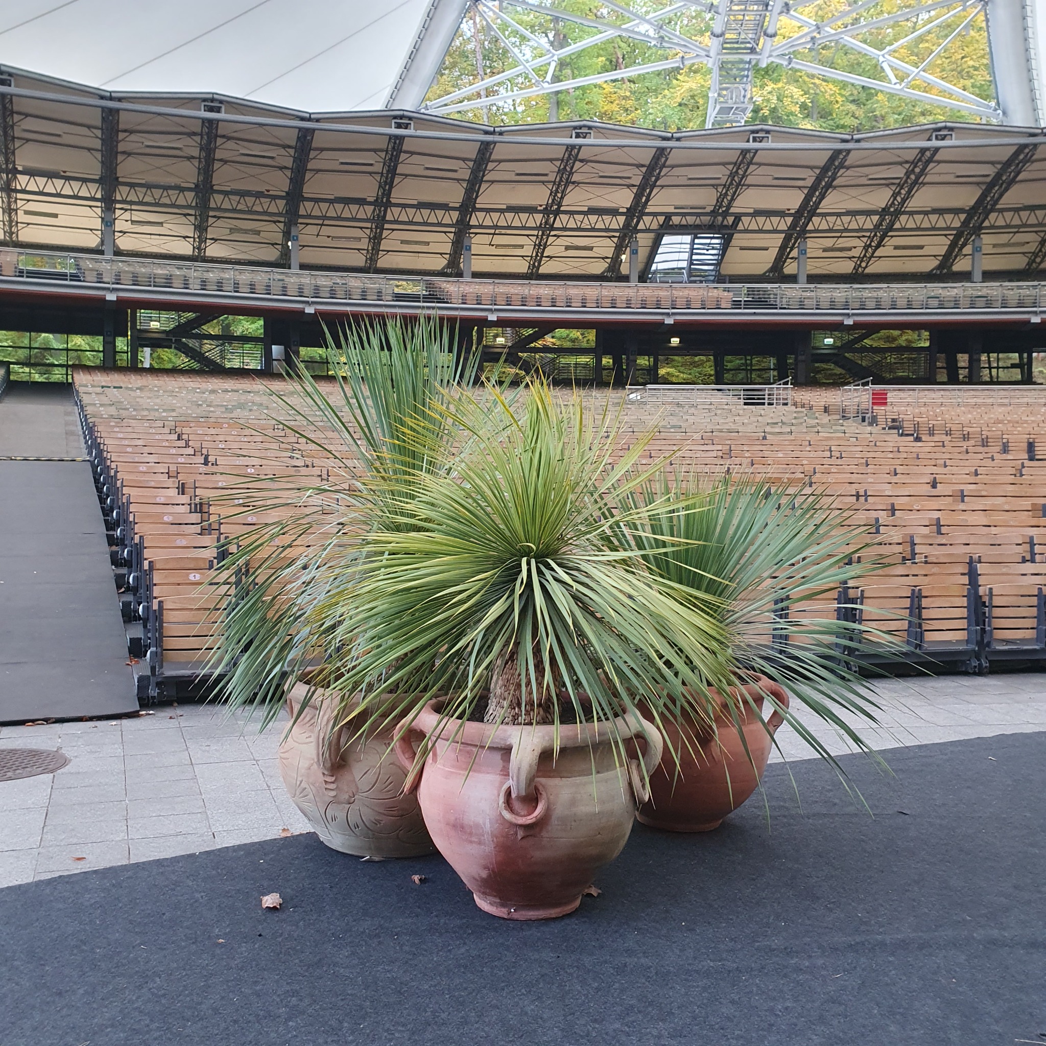 Wynajem roślin i patronat dla Opery Leśnej w Sopocie.