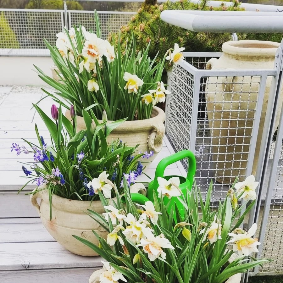 Kompozycja wiosennych kwiatów (narcyzy, tulipany, szafirki) w ceramicznych donicach o fakturze starego kamienia, z zieloną konewką w tle, na drewnianym tarasie.
