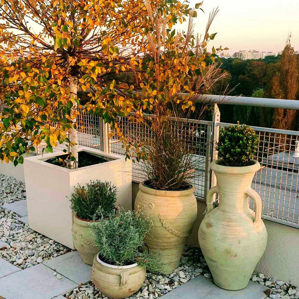 Jesienny ogród na dachu z brzozą w kwadratowej donicy, ozdobnymi trawami w glinianych wazach i ziołami w mniejszych doniczkach, na tle miejskiego krajobrazu o zmierzchu.