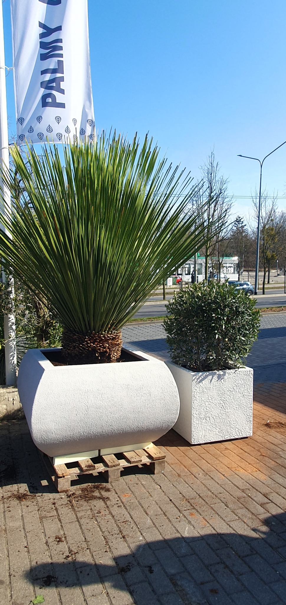 Kompozycja dwóch roślin w białych, teksturowanych donicach: duża juka w owalnej donicy na palecie i mały bukszpan w kwadratowej donicy, na tle chodnika z kostki i ulicy z widocznym ruchem...