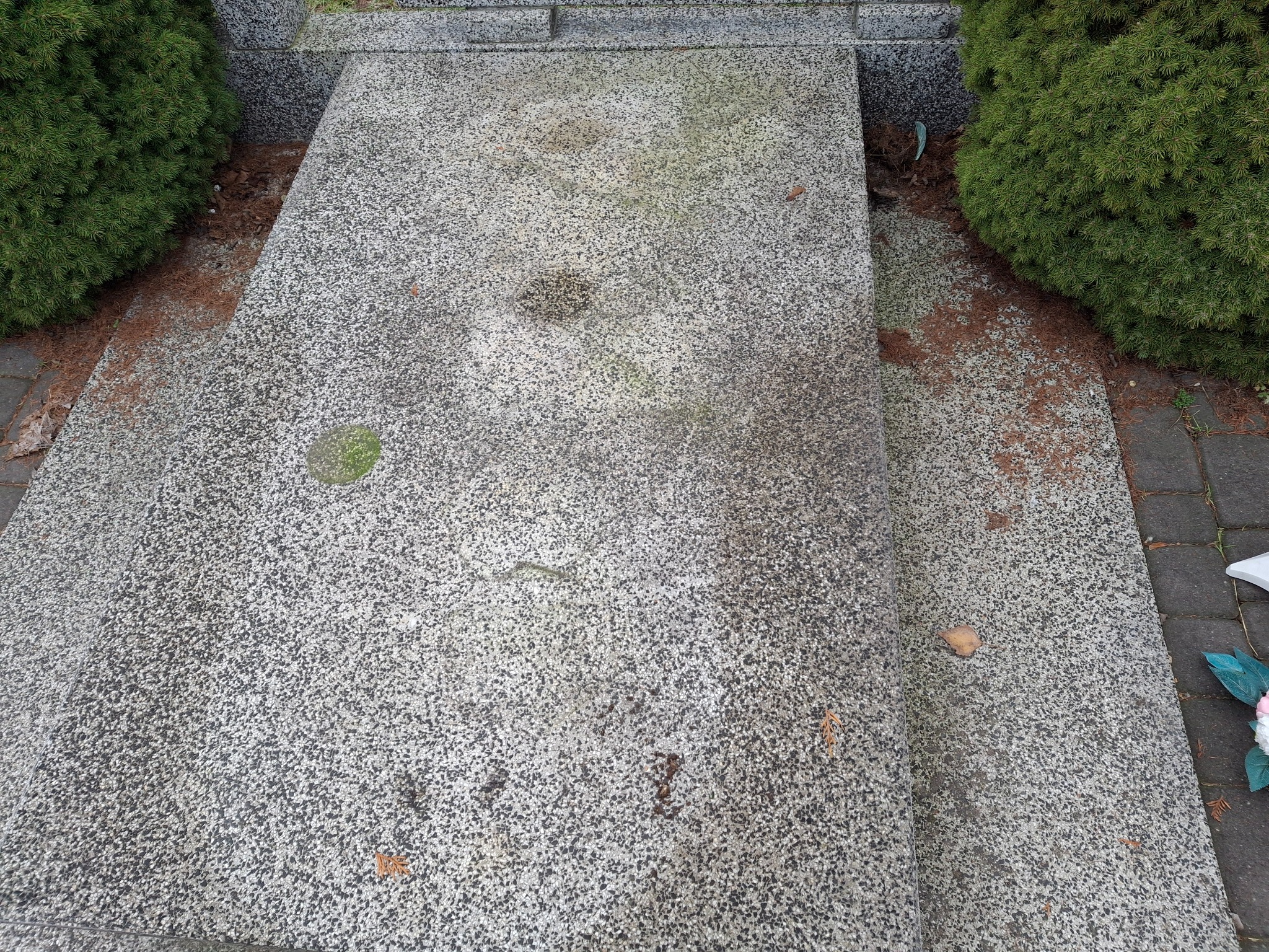 Szary, kamienny nagrobek z plamami i mchem, otoczony iglakami i opadłymi igłami.