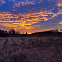 Wycinka drzew Niemodlin 2