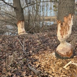 Wycinka drzew Niemodlin 1