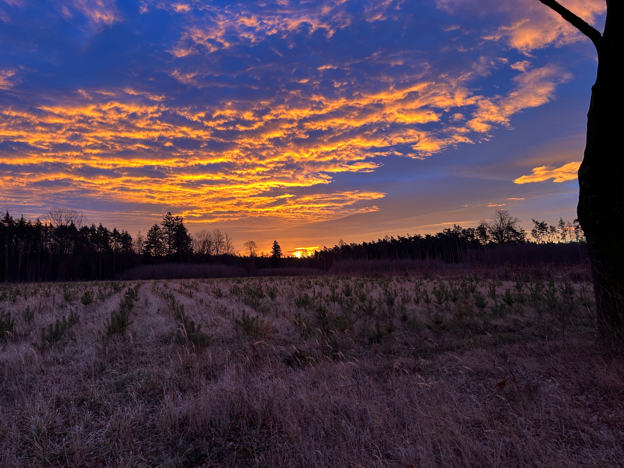 Krajobraz pola z młodymi drzewkami w rzędach, oświetlonego zachodzącym słońcem i pomarańczowymi chmurami na niebie.