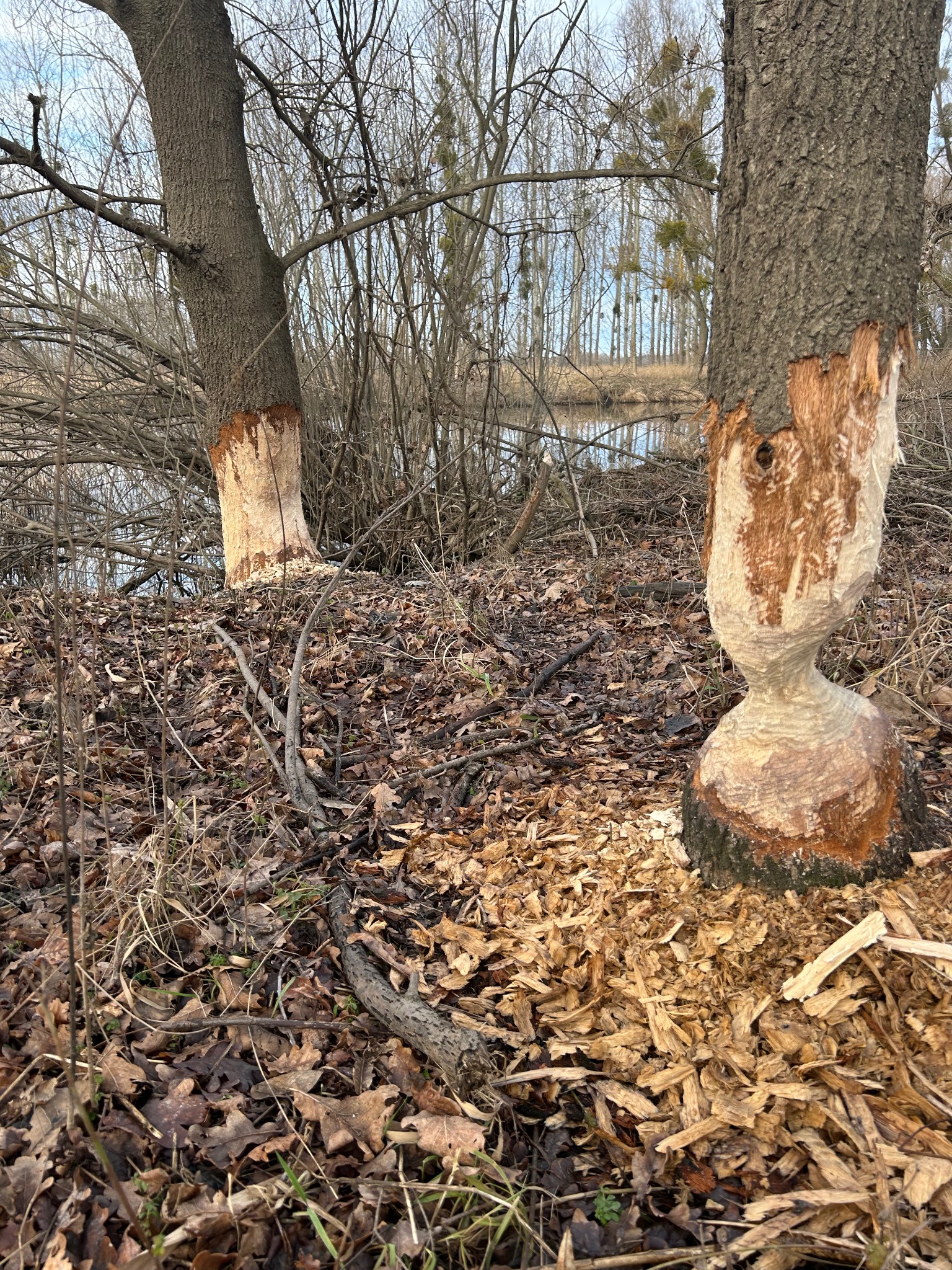 Dwa drzewa z wyraźnymi śladami obgryzania przez bobry, ogołocone z kory u podstawy, otoczone ściętymi gałęziami i wiórami, w tle widoczny zbiornik wodny i nagie drzewa.