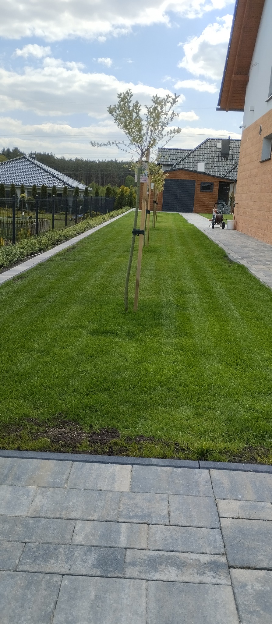 Równy trawnik z młodymi drzewkami wzdłuż ścieżki z kostki brukowej. W tle domy i drzewa. Świeżo założony ogród z systemem nawadniania. Idealny trawnik.